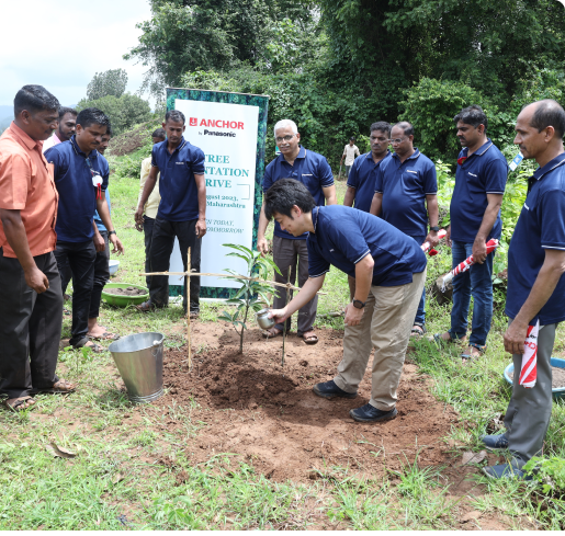 Plantation of mango and cashew 