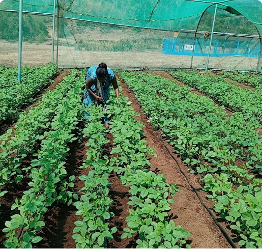 Agriculture - (Vegetables, jasmine, strawberry cultivation)